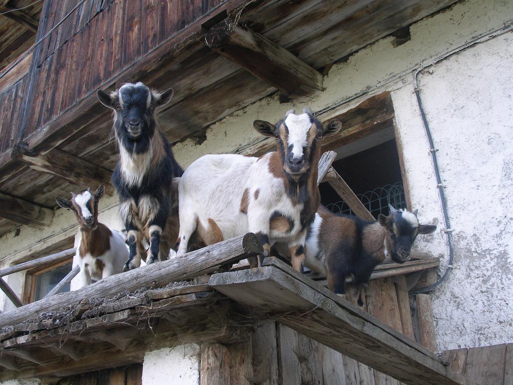 Oberschoellberghof Lutago Dış mekan fotoğraf